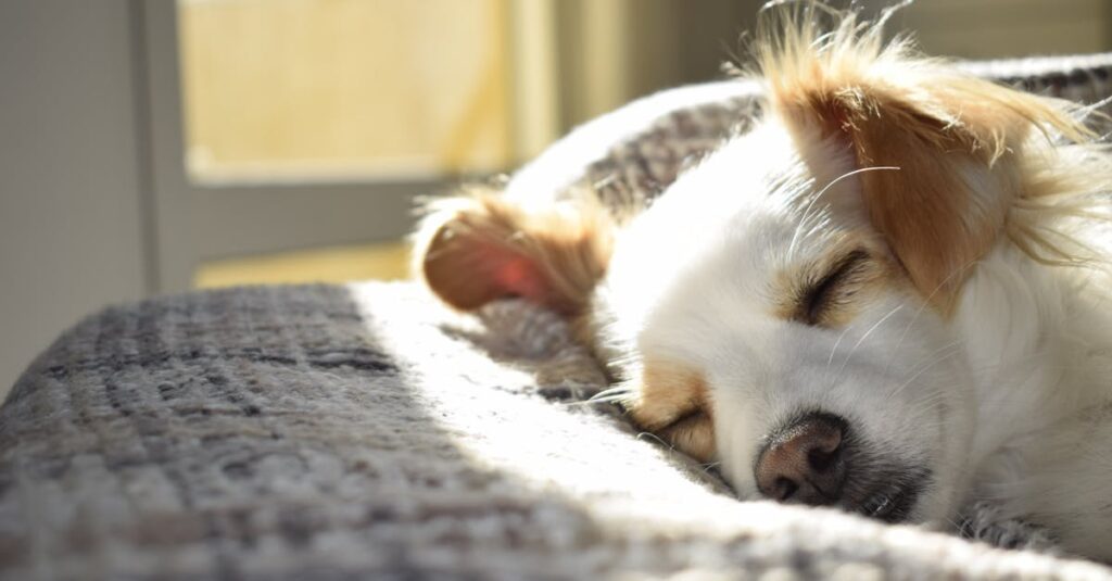 Les Surmatelas pour un Sommeil Restorateur : Choix et Avantages